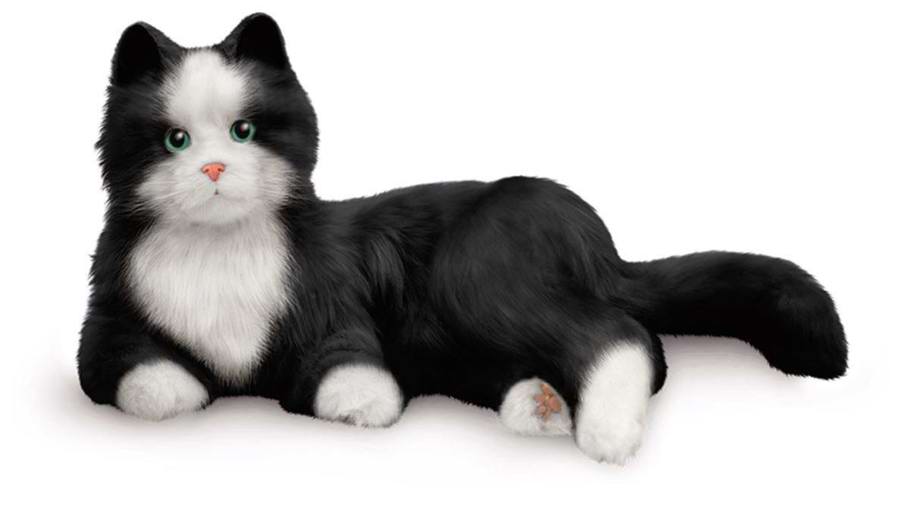 Liggende kat med sort pels og hvid bryst og poter